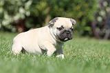 BOULEDOGUE FRANCAIS 465
